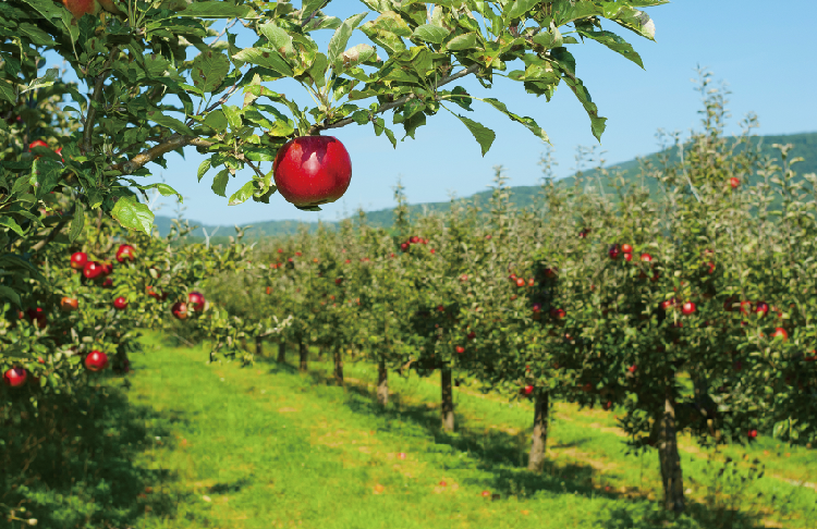 无人果园解决方案