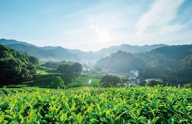 无人茶园解决方案