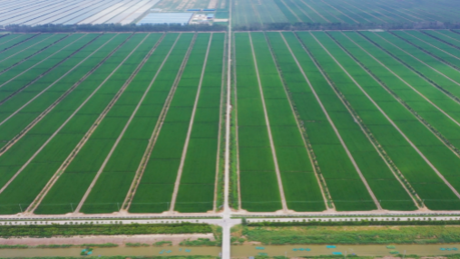 央企、民企如何布局高标准农田？