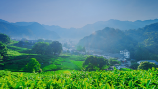 茶园智能化，茶园管理新模式是什么？