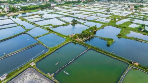 How can intelligent aquaculture effectively avoid production risks?