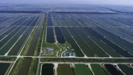 Technology Empowers Fishery Innovation | Jiangsu Three&Three Joins Hands with Shanghai Guangming Fishery to Create a New Model of Smart Fishery Management