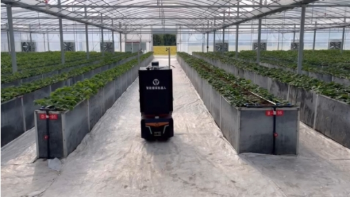 What are the benefits of using intelligent plant protection robots in strawberry greenhouses?
