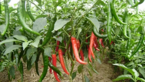 How to innovate big data for the entire agricultural single product industry chain?