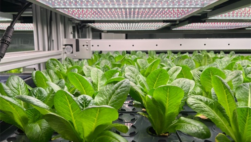 植物工厂是什么样的？