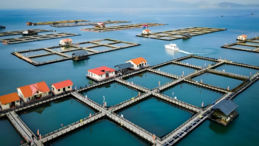 How to carry out intelligent construction of aquaculture?