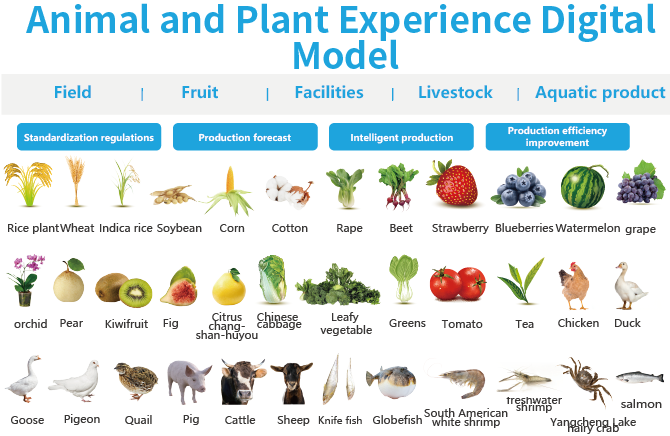 Empirical digital models for animals and plants