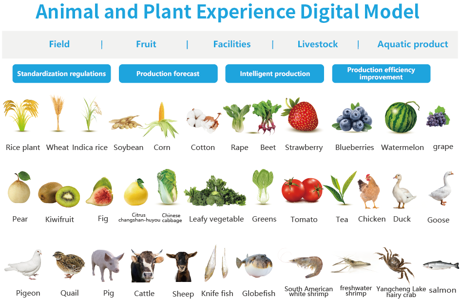 Empirical digital models for animals and plants