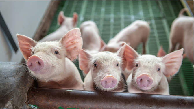 综合农事应用在养殖户