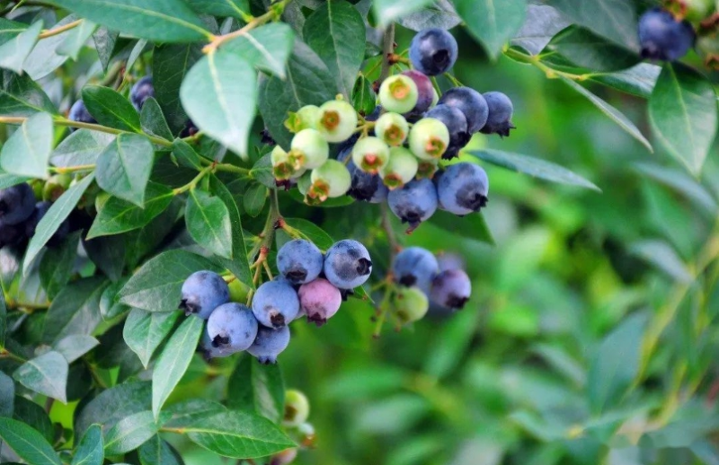  Jiangsu Three&three unmanned orchard solutions1 (2)