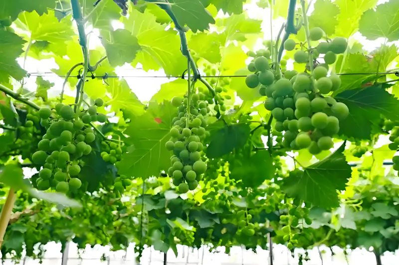 江苏叁拾叁智慧果园建设方案2