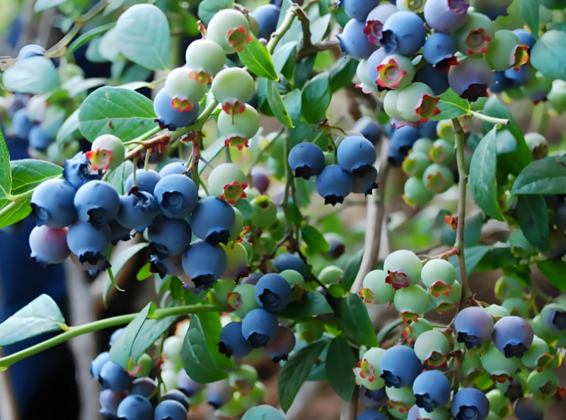 江苏叁拾叁智慧果园建设方案3