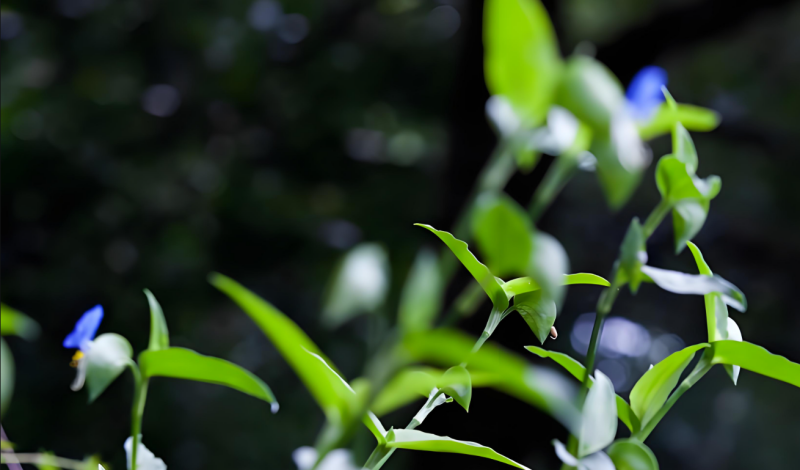 江苏叁拾叁智慧茶园建设方案1