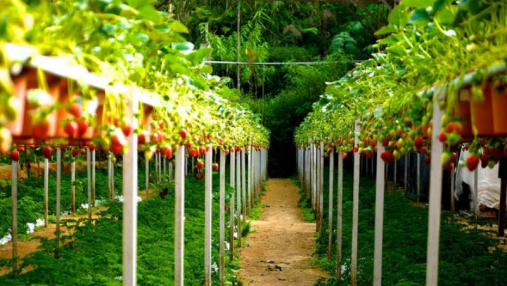 智慧农业物联网