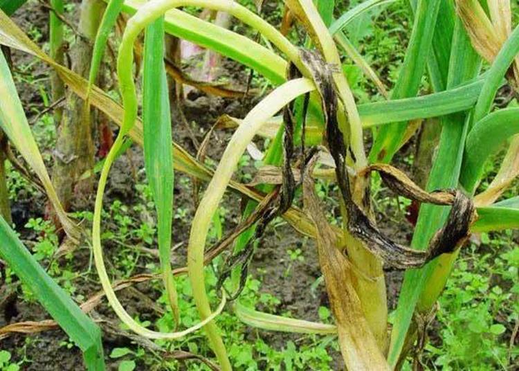 江苏叁拾叁智慧病虫害监测