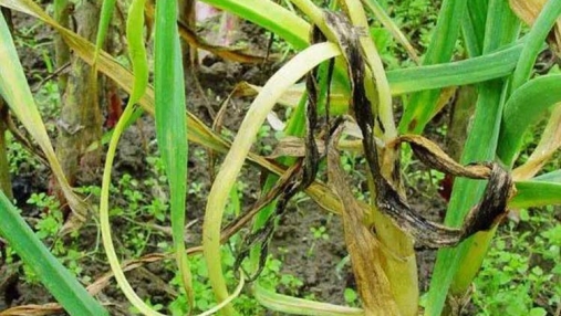 智慧病虫害监测