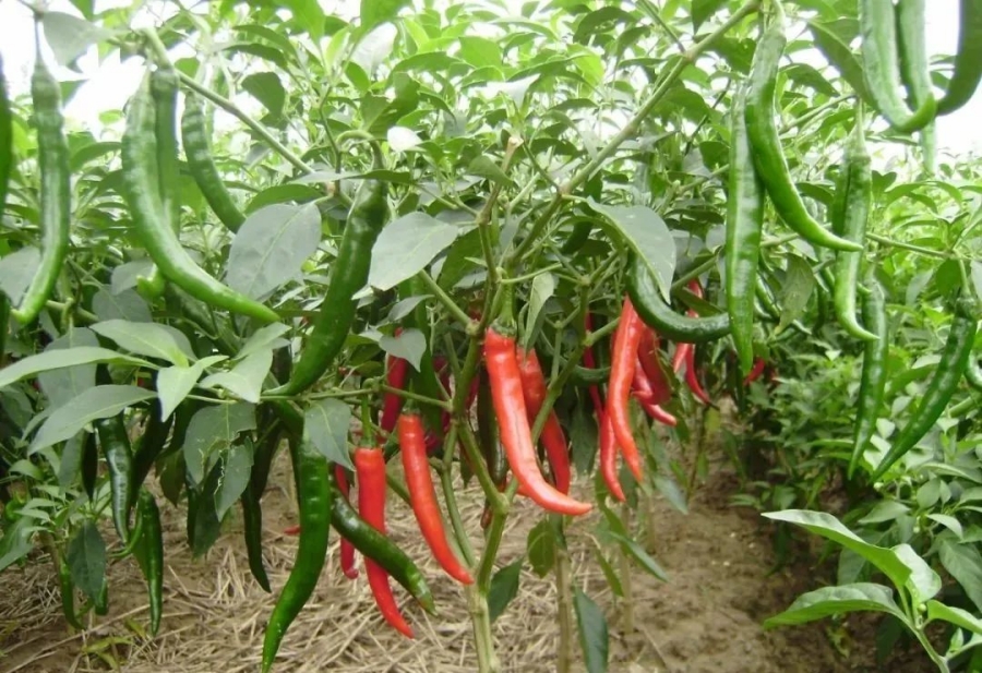 江苏叁拾叁智慧农业智能诊断