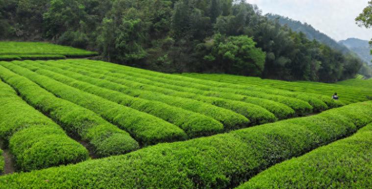 江苏叁拾叁智慧茶园建设方案1