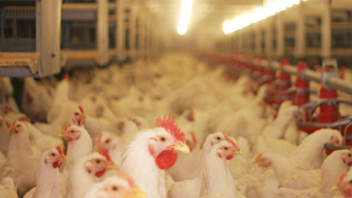 智慧畜禽建设方案