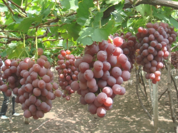 江苏叁拾叁智慧果园建设方案