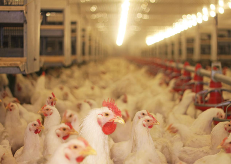 江苏叁拾叁智慧畜禽建设方案1