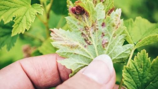 智慧病虫害监测怎么样？