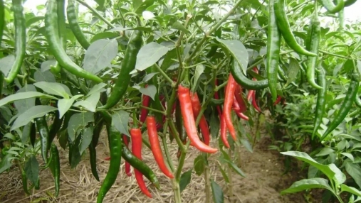 智慧农业智能诊断系统哪里有？