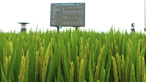 智慧农业如何提高农作物产量？