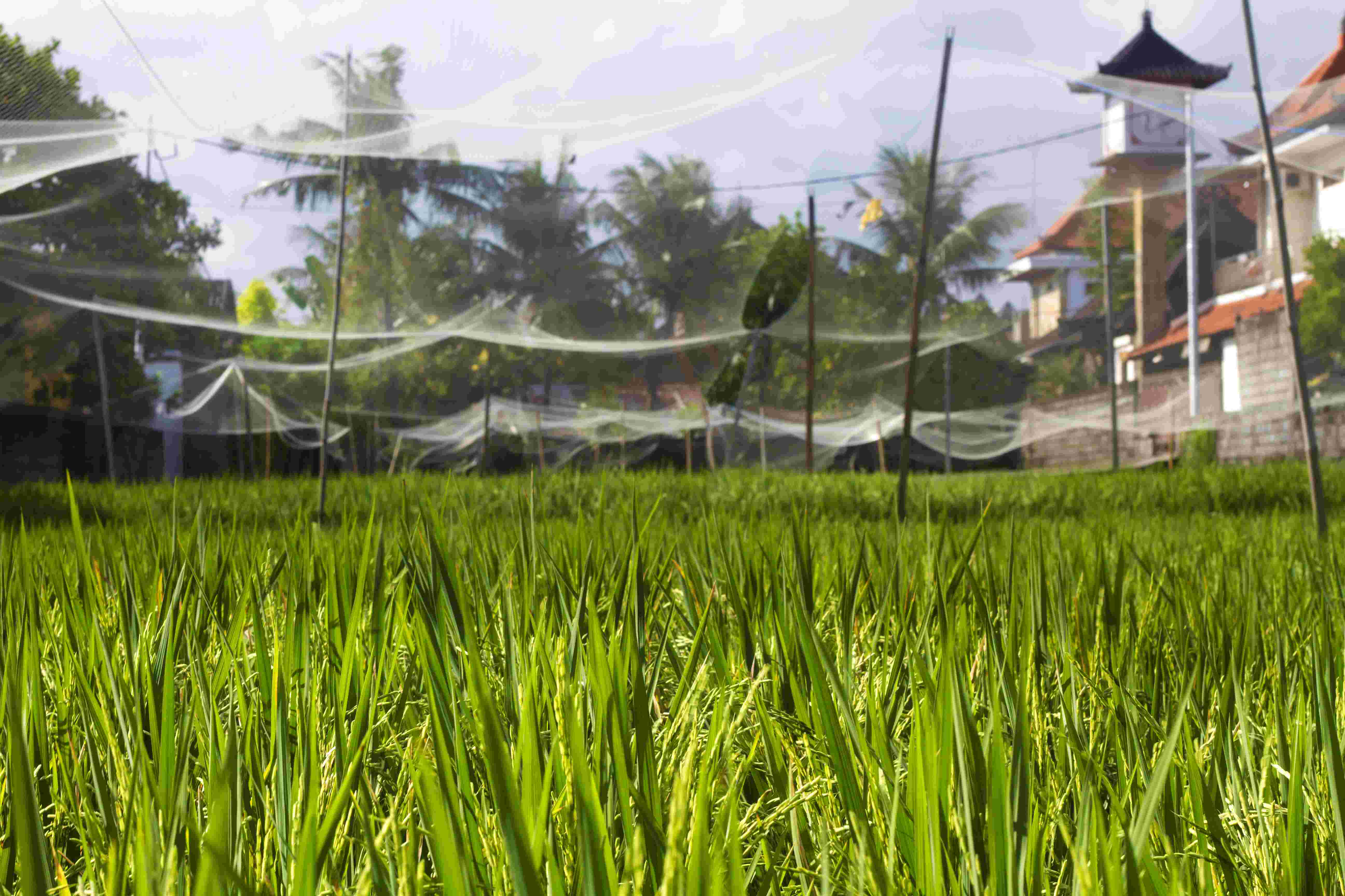 智慧农业水稻育种精准管理方案介绍