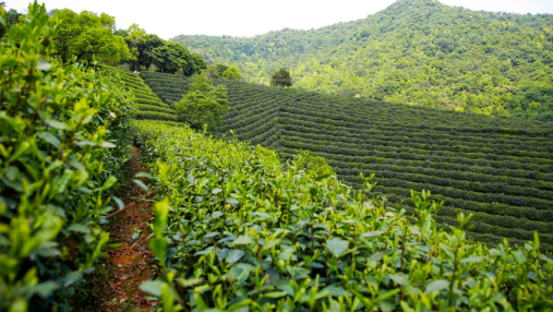 江苏叁拾叁智慧茶园