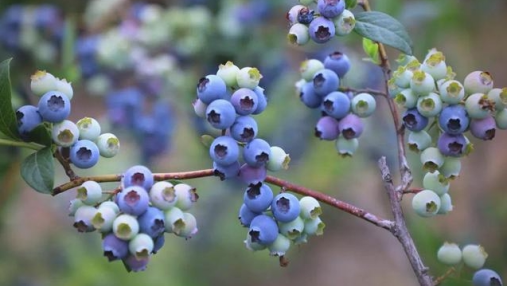 What is an unmanned orchard like?