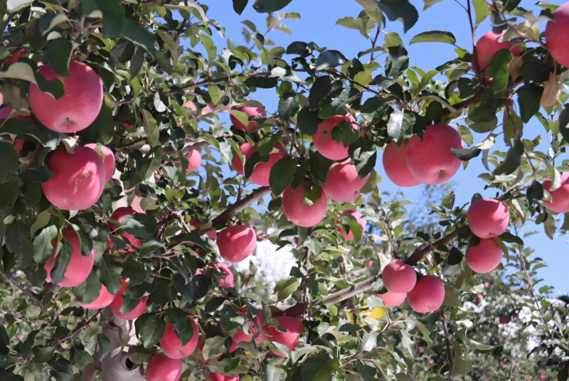 智慧农业果园管理技术如何实现果园增产？