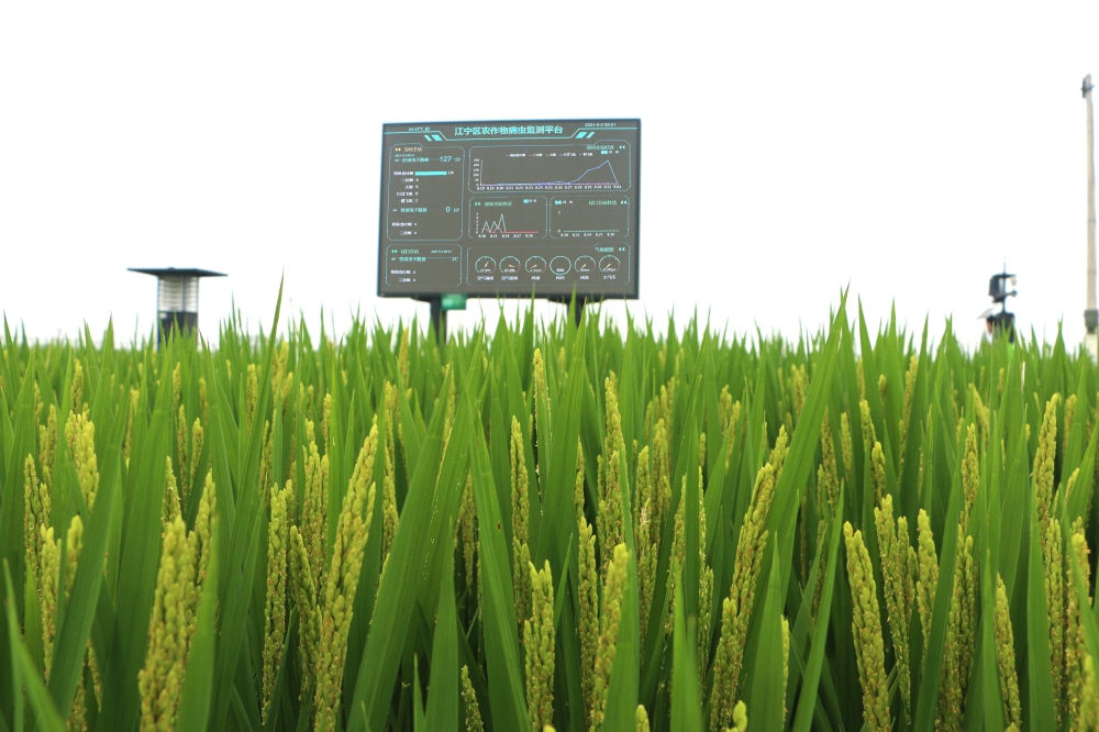 智慧农业百科丨什么是农田生态监测