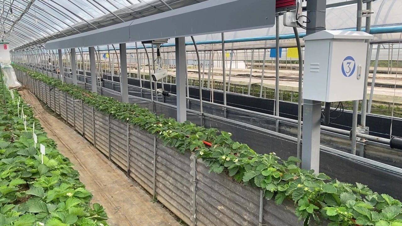 AI+草莓丨江苏叁拾叁联合南京金色庄园打造温室草莓智慧种植标杆